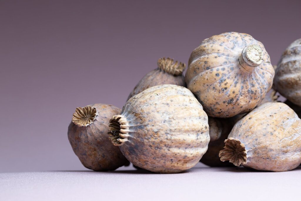 poppy pods dried uk