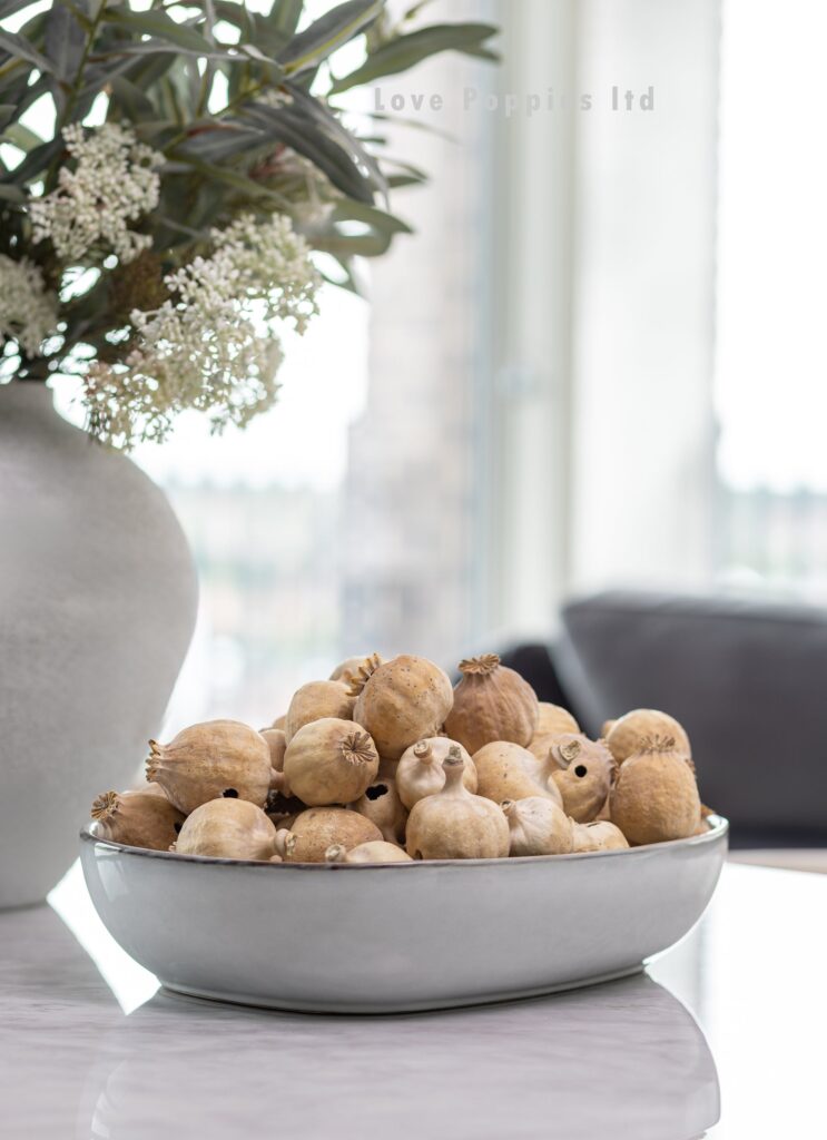 poppy pods for sale